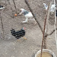 ۳ عدد خروس گلین اصل همشون میخونن|حیوانات مزرعه|رستمآباد, |دیوار