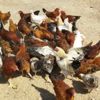 خروس محلی ارسنجان|حیوانات مزرعه|مرودشت, ژیان|دیوار
