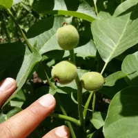 گردو ژنوتیپ 7|خدمات باغبانی و درختکاری|زنجان, |دیوار