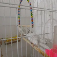 باسلام ۳جفت عروس هلندی هرکی خواست درخدمتیم