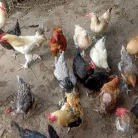 تخم مرغ محلی نطفه دار|حیوانات مزرعه|قائمشهر, |دیوار