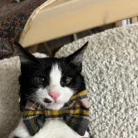 واگذاری رایگان گربه خونگی