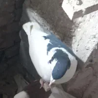 کبوتر چپ سیاه نر پرشی