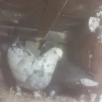 تعدادی کبوتر پرشی|پرنده|صوفیان, |دیوار