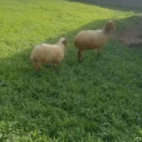 میش و بره ماده
