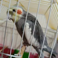 عروس هلندی گمشده در فردوان