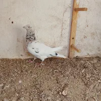 درود خدمت تمام عشق بازان عزیز