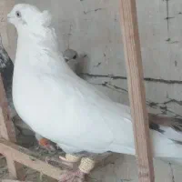 کبوتر