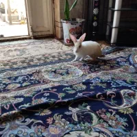 سه عددخرگوش|موش و خرگوش|اهواز, کوی رمضان|دیوار