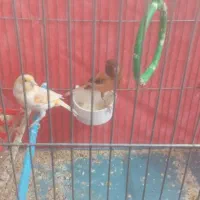 فروش دو عدد قناری نر ماده|پرنده|بروجرد, |دیوار