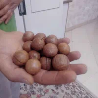 فندق استرالیایی (ماکادمیا)