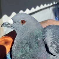 کفتر ر|پرنده|مشکین‌دشت, |دیوار