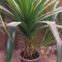 گل پاندانوس|گل و گیاه طبیعی|نیشابور, خیام|دیوار