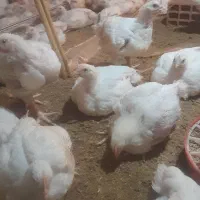 حراجی مرغ گوشتی ارگانیک تا ۷روز