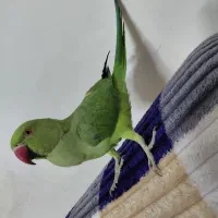 طوطی ملنگو