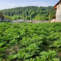 زمینبه مساحت ۴۱۰متر