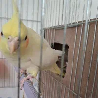عروس پاریس با تخم