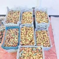 انجیر محلی میمه