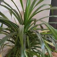 گل آپارتمانی