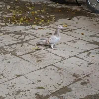 کبوتر کوهی|پرنده|همدان, |دیوار