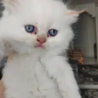 بچه گربه پرشین اصیل