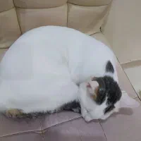 گربه نر وماده