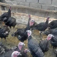 بوقلمون امسال محلی سالم و سرحال