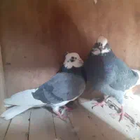 کبوتر|حیوانات|ملایر, |دیوار