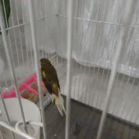 قناری نر|پرنده|تهران, یافت آباد جنوبی|دیوار