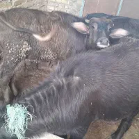 فروش 2راس گوساله گاومیش حشوه سالم|کالسکه و لوازم جانبی|اهواز, گلدشت|دیوار