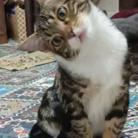 واگذاری گربه بالغ|گربه|یزد, |دیوار