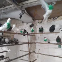 کفتر قم بشرط پرش سنگین بار2شنبه جدا کن فقط100هزار|پرنده|کرج, خرمدشت|دیوار