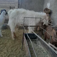 چبش دورگ|حیوانات مزرعه|آیسک, |دیوار