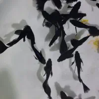 ماهی گوپی نایاب|ماهی|تهران, ظهیرآباد|دیوار