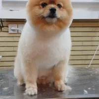 آرایشگر حیوانات خانگی(سگ و گربه)