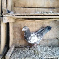 کفتر کبوتر|پرنده|قوچان, |دیوار