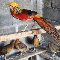 مرغ خروس زیبا