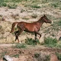 اسب عرب یسر مادیان