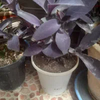 گل زیر قیمت فقط ۴۵ هزار تومن|گل مصنوعی|یزد, |دیوار