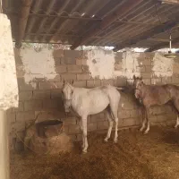 اسب مادیون خالص عربی|اسب و تجهیزات اسبسواری|اهواز, غیزانیه|دیوار