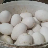 تخم قو غاز