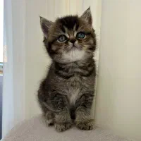 واگذاری توله گربه بریتیش