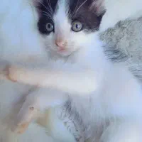 ملوس