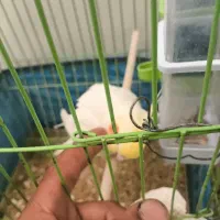 عروس هلندی دستی