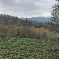 ۷۵۰۰متر باغ چای بهمراه کلبه داخل باغ|فروش زمین و ملک کلنگی|املش, |دیوار