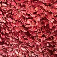 تخمههندوانه