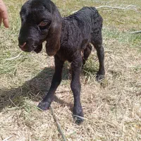 بره زیرمیشی