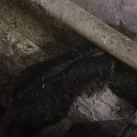 بزغاله ماده