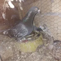 دو جفت کفتر  به شرط