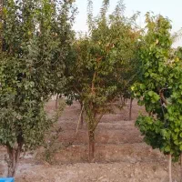 ۴۰۰ متر باغچه ۵۰متربناا معاوضه باخودرو تصادفی واحد